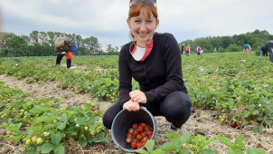 Samosběr jahod ve Slavoníně začal už dnes!