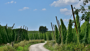 Bouřka poničila chmelnici. Škoda je 20 milionů