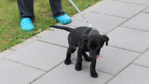 Olomoucké poplatky a vyhlášky čekají změny