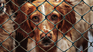 O psy se stará nový útulek, město i strážníci jsou spokojení