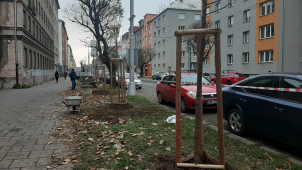 Akáty už zdobí Masarykovu třídu