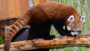 Do olomoucké zoo na Kopečku dorazily pandy