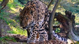 Olomoucká zoo přivítala nového levharta mandžuského