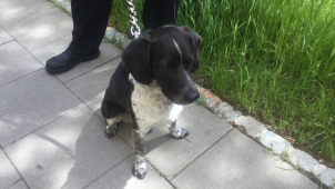 Nalezený pes skončil v olomouckém útulku