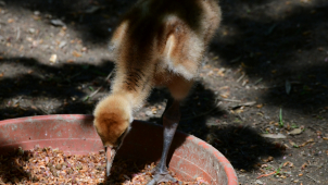 Zoo na Kopečku hlásí další mládě! Tentokrát u jeřábů mandžuských