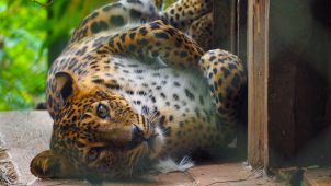 Neodpalujte ohňostroje v blízkosti zahrady, žádá olomoucká zoo