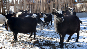 Zoo Olomouc: Kozy máme v novém, snad se budou návštěvníkům líbit