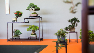Na výstavě Flora Olomouc bude jedinečná sbírka bonsají