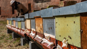 Med z fortu Tafelberg v areálu FN Olomouc