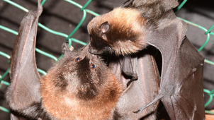 V pavilonu netopýrů to žije mláďaty