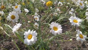 Flora vrací na část hlavní aleje ornamentální záhony