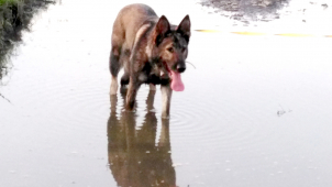 Za týrání psa hrozí muži až pět let za mřížemi