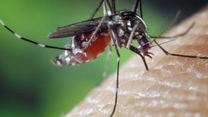 V boji s přemnoženými komáry pomohou také drony