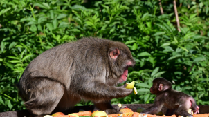 Z olomoucké zoo: Makaci mají malé makaky
