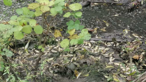 Vandal vypustil chovný rybník. Škoda na rybách 400 tis. Kč