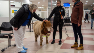 Poník navštívil v roli terapeuta oddělení dlouhodobě nemocných