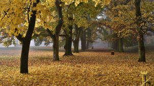 Alej roku můžete vybrat i vy