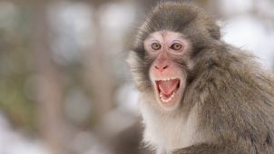 Zoo se vyplatí navštívit i v zimě, zasněžená zahrada je kouzelná