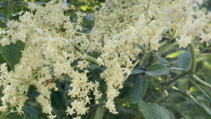 Tradiční česká léčivka černý bez kvete o měsíc dřív