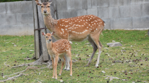 V zoo se narodila mláďata vzácného jelena, v přírodě již vyhynul