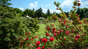 Olomoucká růžová zahrada patří ke světové špičce