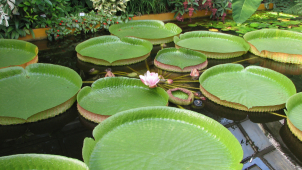 Královna vodních rostlin v tropickém skleníku opět vykvetla