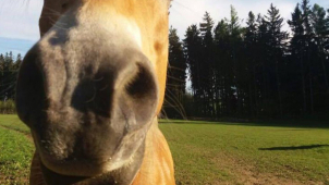 Kůň se splašil u kolotočů, jezdec byl opilý