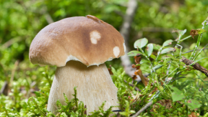 5 houbařských rad, abyste se z lesa nevrátili s prázdnou