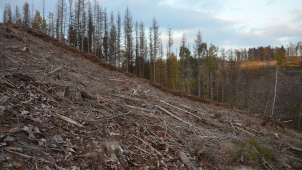 Kvůli řádění kůrovce se musí kácet lesy na Přerovsku