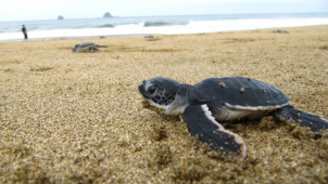 Olomoucká zoo pomáhá chránit mořské želvy