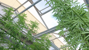 Pevnost poznání zve na science forum O konopí, bez předsudků