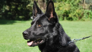 Opilá řidička se schovala v křoví, policejní pes ji vypátral