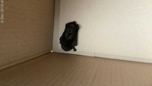 Olomoucké strážníky zaměstnal netopýr