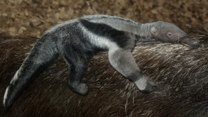 Předčasný vánoční dárek v olomoucké zoo. Pátý mravenečník!