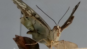 Motýlárium opět otevřelo