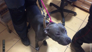 Opilý pejskař skončil na záchytce