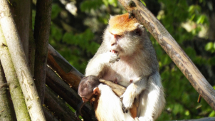 Zoologická zahrada na Svatém Kopečku přivítala mládě kočkodana