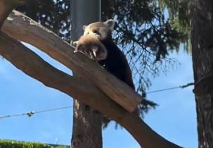 Panda červená přivedla na svět dvě mláďata!