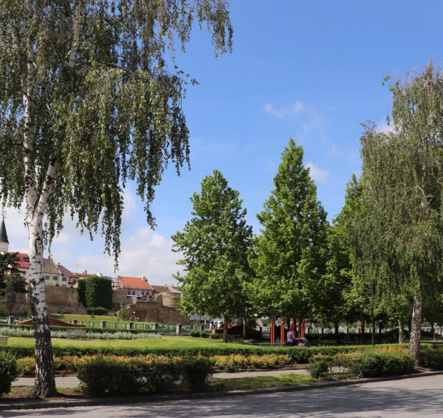 V Přerově zanalyzují stav stromů a veřejného osvětlení