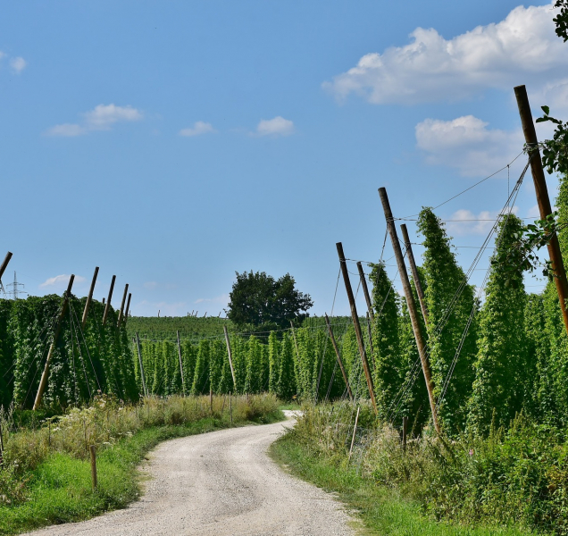 Bouřka poničila chmelnici. Škoda je 20 milionů