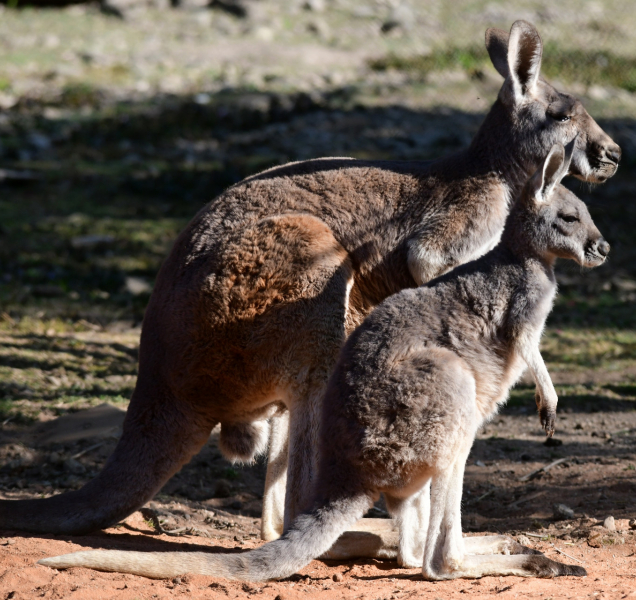 Šťastné novinky ze zoo: Narodila se další klokaní mláďata