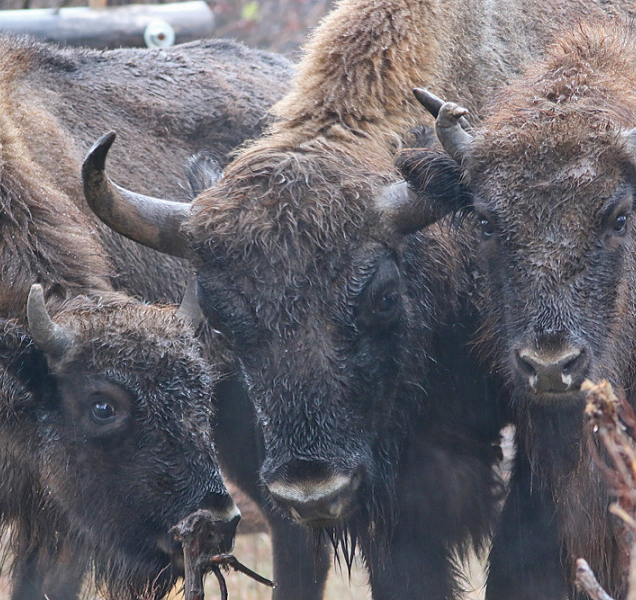 Zubří slečny z olomoucké zoologické zahrady přistály v Gruzii