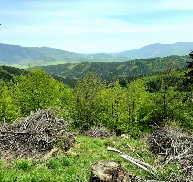 Hejmanství jednalo se starosty a Lesy ČR o rušení lesních správ
