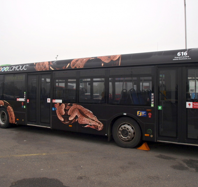 Hroznýš na autobusech dopravního podniku láká k návštěvě zoo