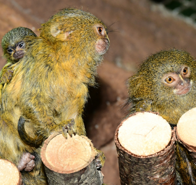 ZOO Olomouc děkuje za dary. Už jste adoptovali vlastní zvířátko?