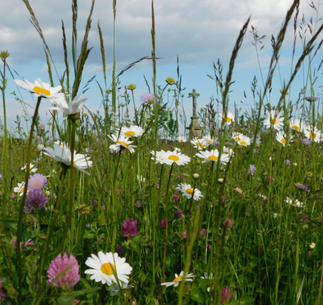 Holický les čeká další zkrášlení, na obnovu čeká třešňová alej