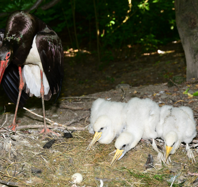 V olomoucké zoo se narodili malí čápi. Mrkněte, jak jim to sluší
