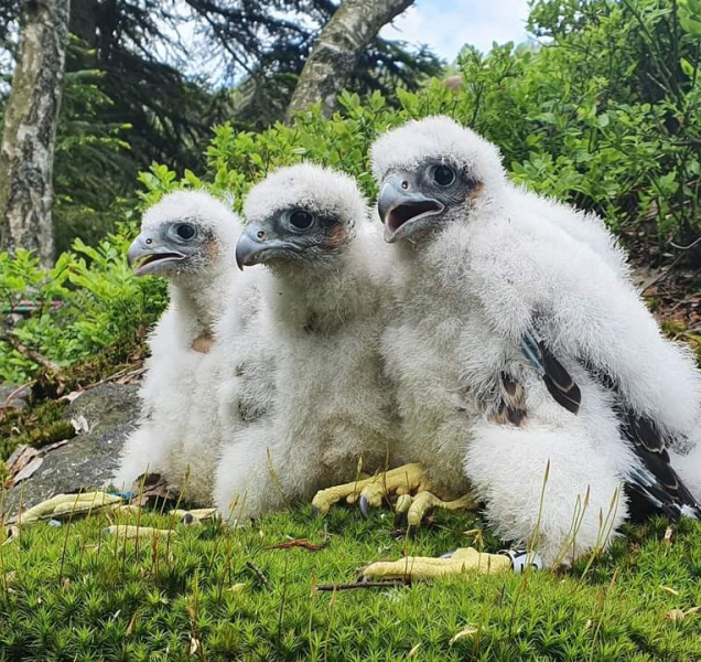 Letošní rok je v Jeseníkách rokem sokolů