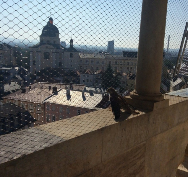 Káně si užívalo výhled z radniční věže