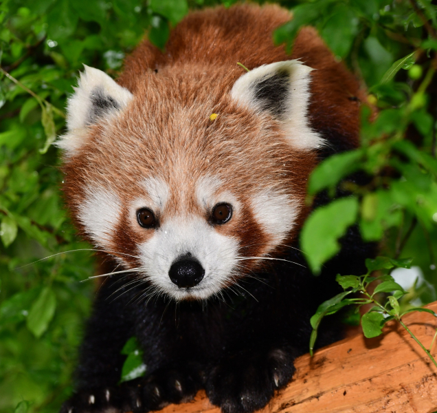 Panda červená utekla z výběhu v zoo, zasahovali zde i hasiči
